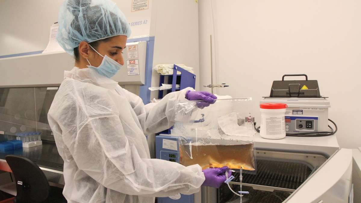 Laboratory Technician Anisha Chirmule pulls growing cells out of an incubator at the Clinical Cell and Vaccine Production Facility at the University of Pennsylvania. (Kimberly Paynter/WHYY)