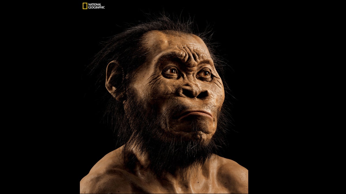 This March 2015 photo provided by National Geographic from their October 2015 issue shows a reconstruction of Homo naledi's face by paleoartist John Gurche at his studio in Trumansburg