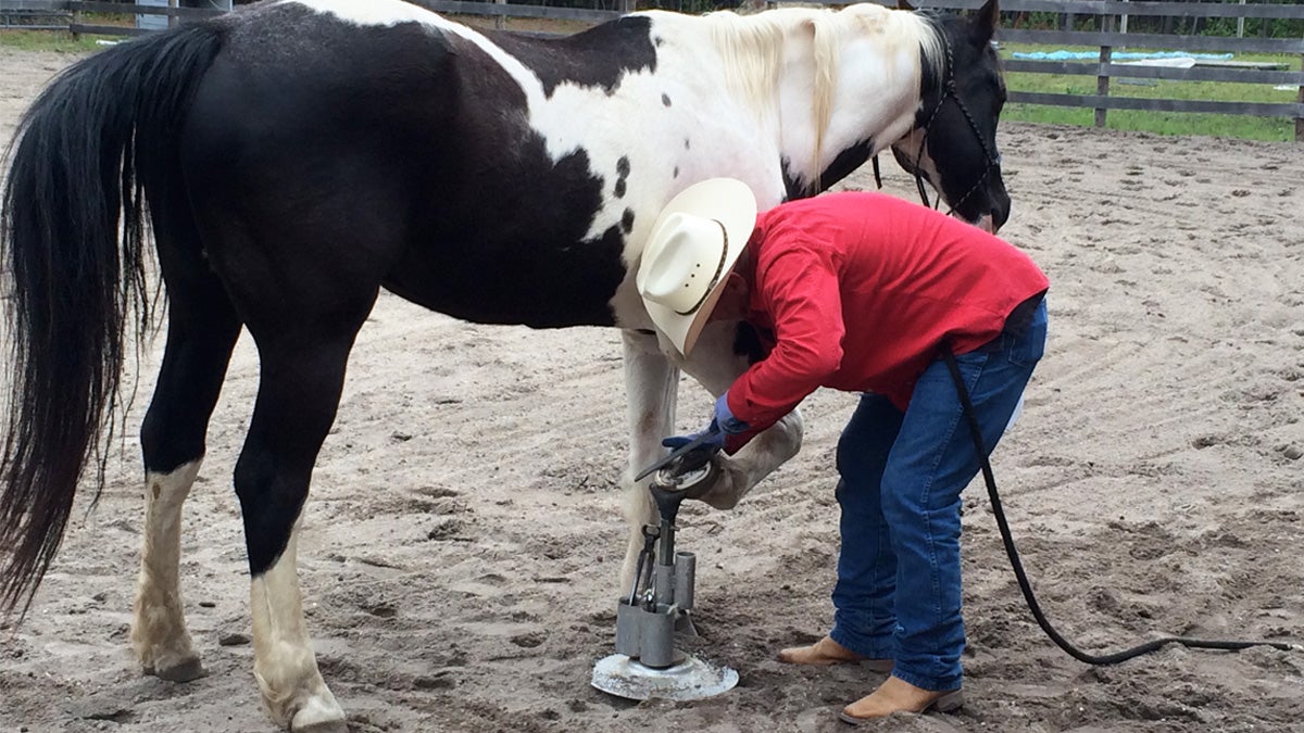  Dan Lynch of Delaware Natural Hoof Care trims a horse's hoof. (Brian Drouin/WHYY) 