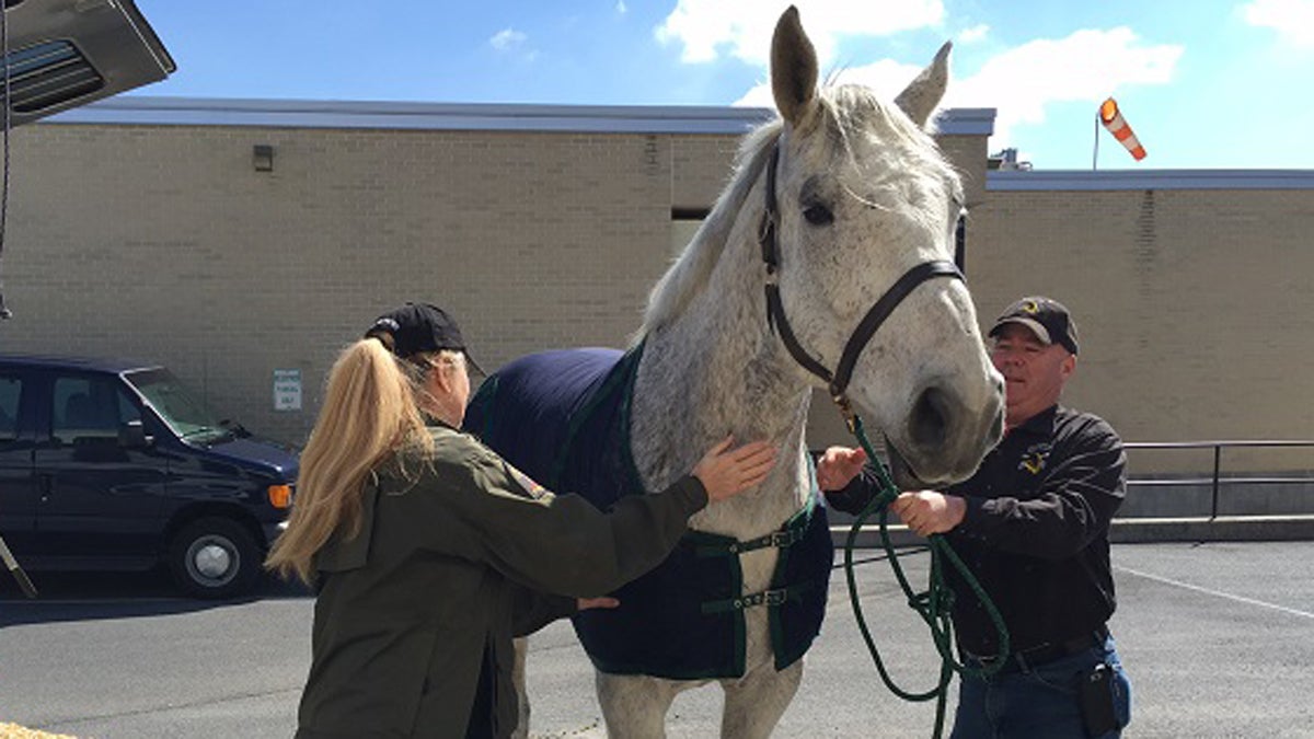  Kate Leary and Cpl. Mike Funk lead Quickdraw into the State Police stables. (Mary Wilson/WHYY) 