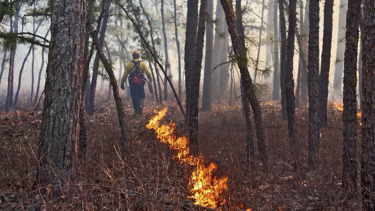 A fire line in a controlled burn. (Image courtesy of New Jersey Forest Fire Service)