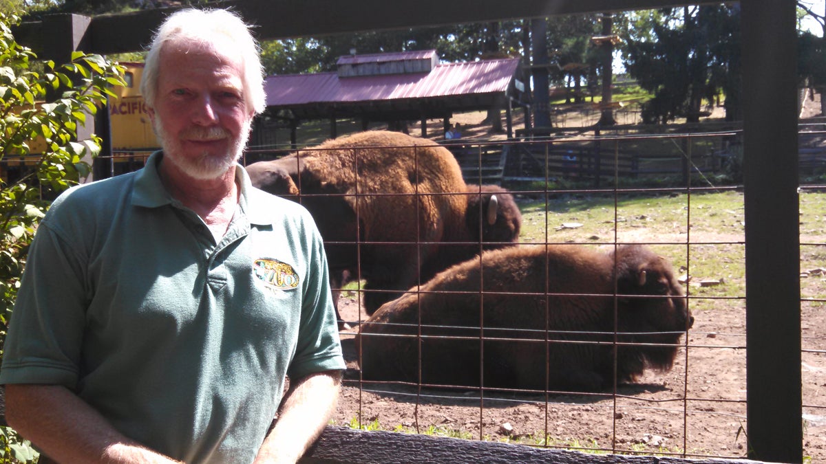Elmwood Zoo curator David Wood with the bison. (Kimberly Haas/WHYY)