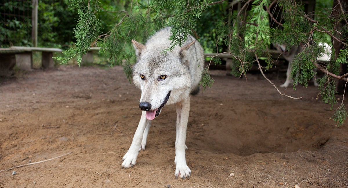 A wolfdog hybrid at Howling Woods Farm