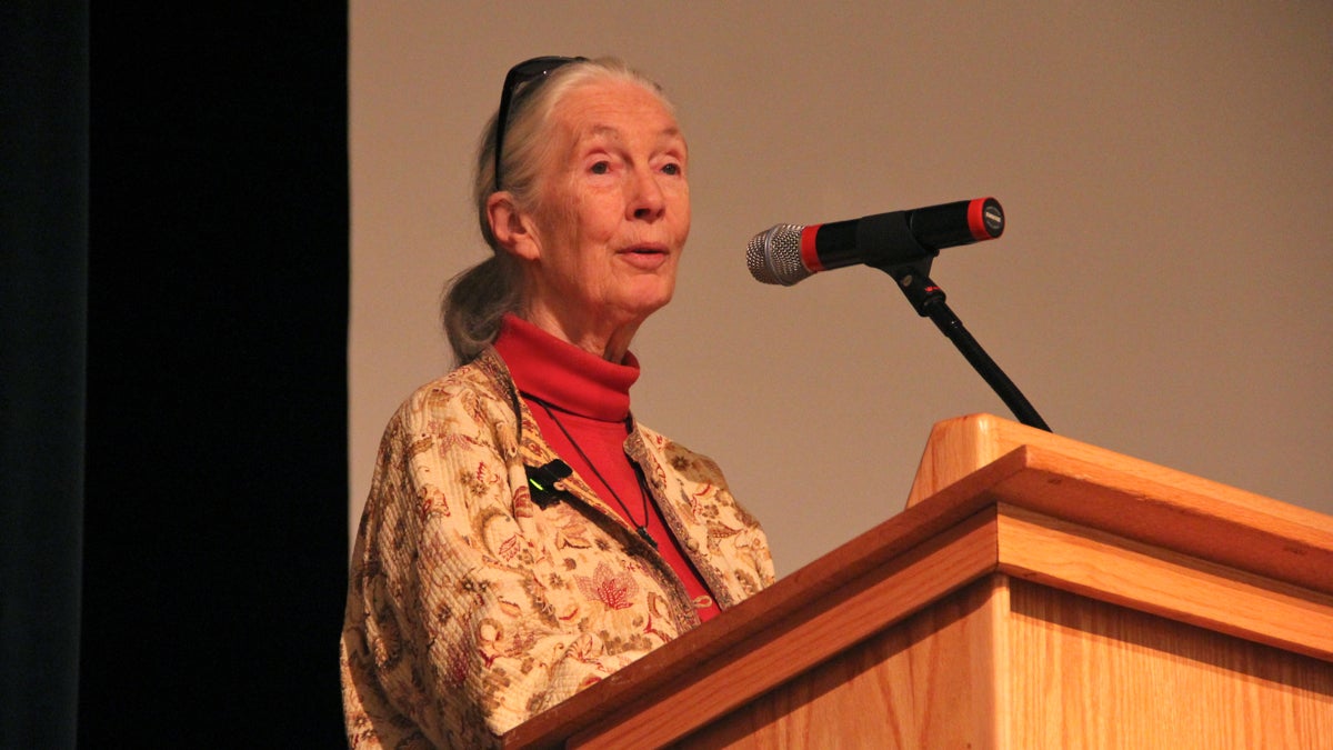  Renowned scientist Jane Goodall speaks at the Agnes Irwin School in Rosemont, Pa. (Emma Lee/WHYY) 