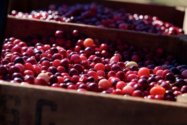  New Jersey cranberries. (Jana Shea/for NewsWorks, file) 