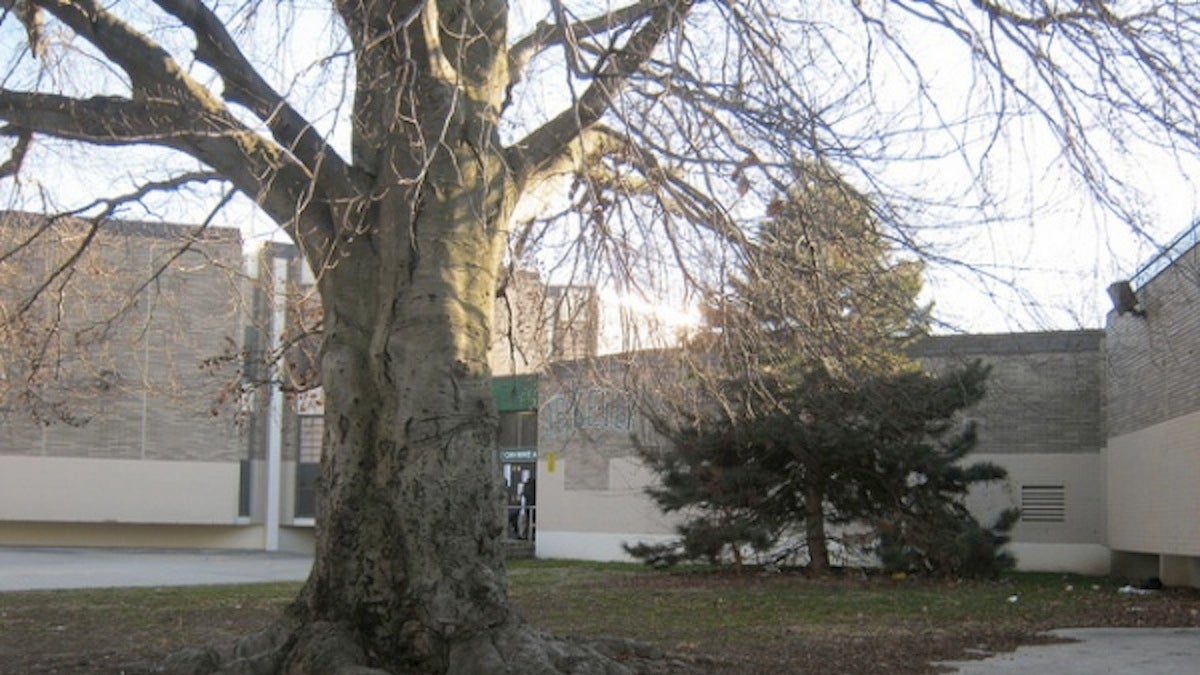  The historic beech tree on the grounds of John B. Kelly Elementary School in Germantown, shown here in 2012. (Alaina Mabaso/for NewsWorks, file)  