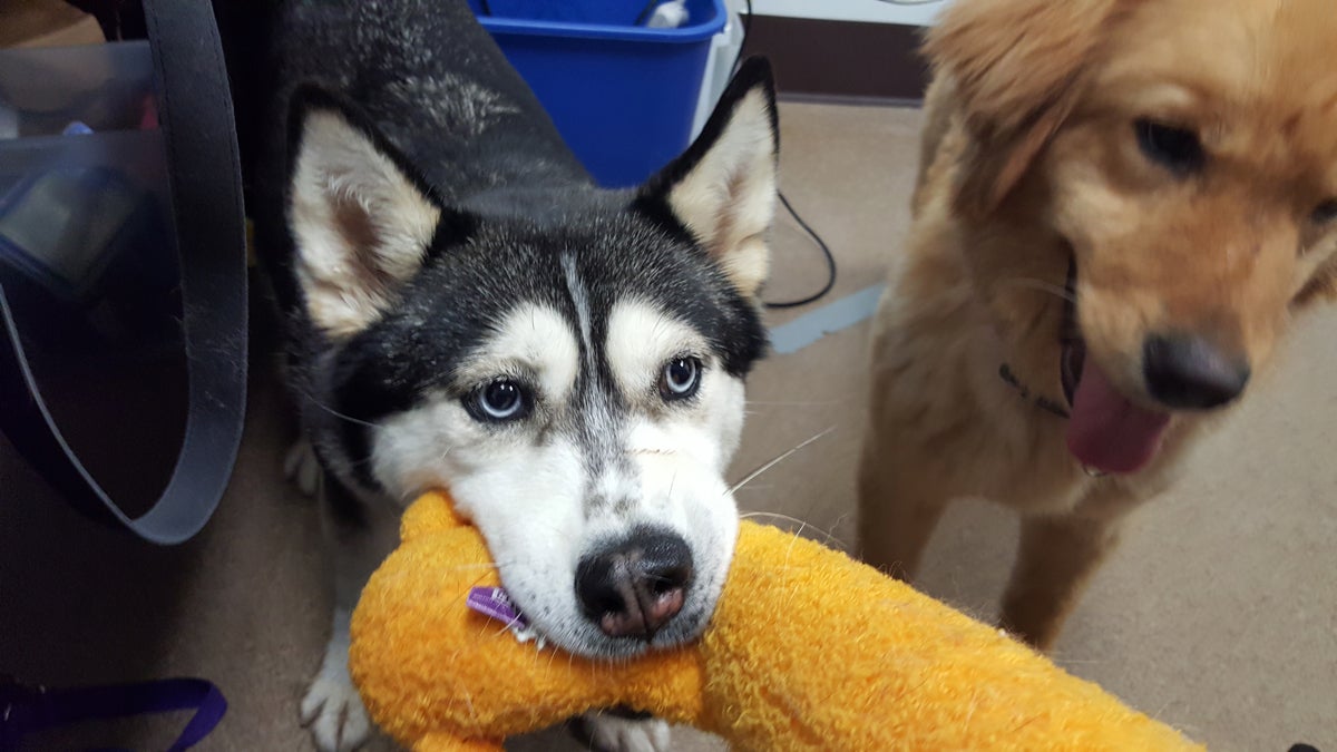 Liberty the husky and Joey the golden retriever were rescued from a South Korean dog meat farm. They will be available soon for adoption from the Camden County Animal Shelter.