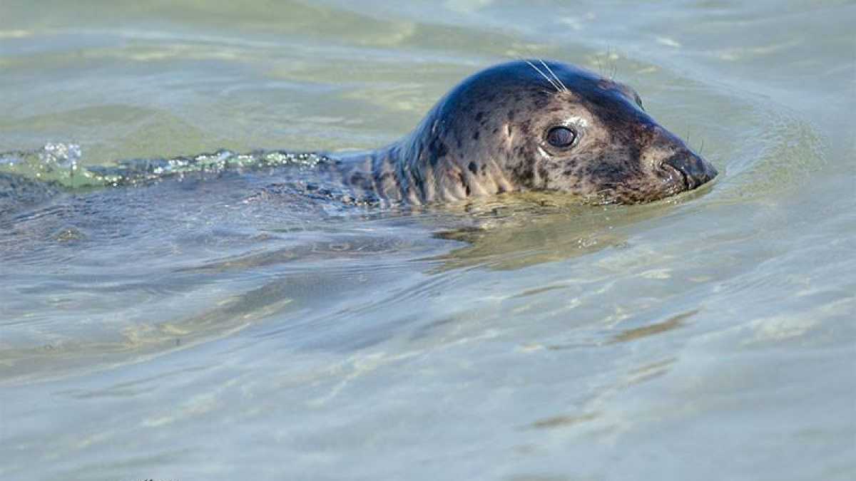  The seal in Island Beach State Park in late August by JSHN contributor Angela Previte, who says she was at a safe distance using a 300 mm lens. 