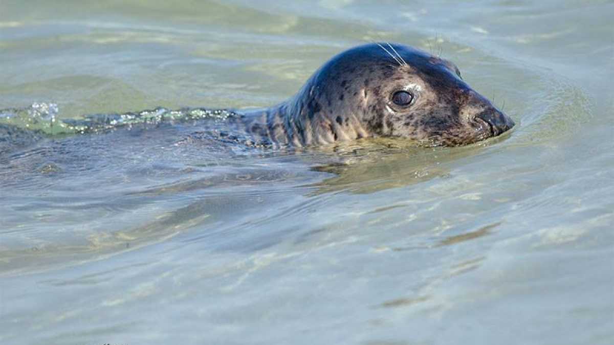  The seal in Island Beach State Park on Aug. 20 by JSHN contributor Angela Previte, who says she was at a safe distance using a 300 mm lens. 