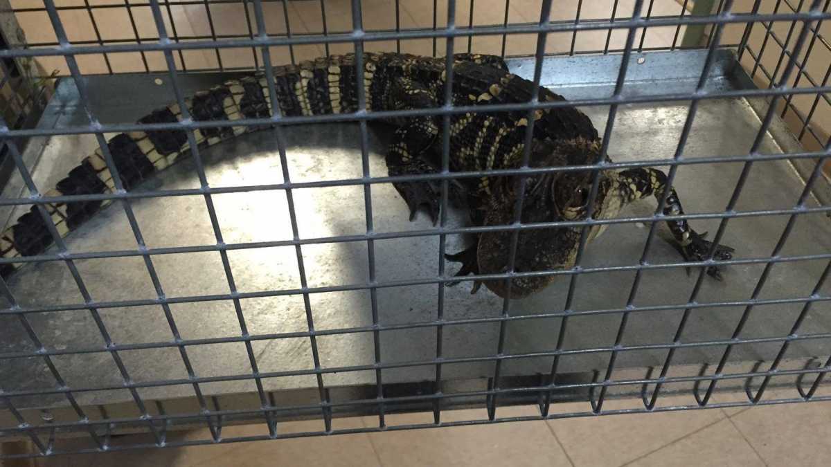 The alligator found in the Jackson lake in late May. Image courtesy of the Jackson Township Police Department.