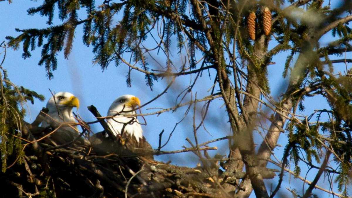 A bald eagle pair in a Jersey Shore nest. (Photo: Chris Spiegel/Blur Revision Media Design)