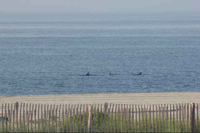  Dolphins swimming off Cape May on July 18, 2013. (Photo: Marc Benton via Flickr) 