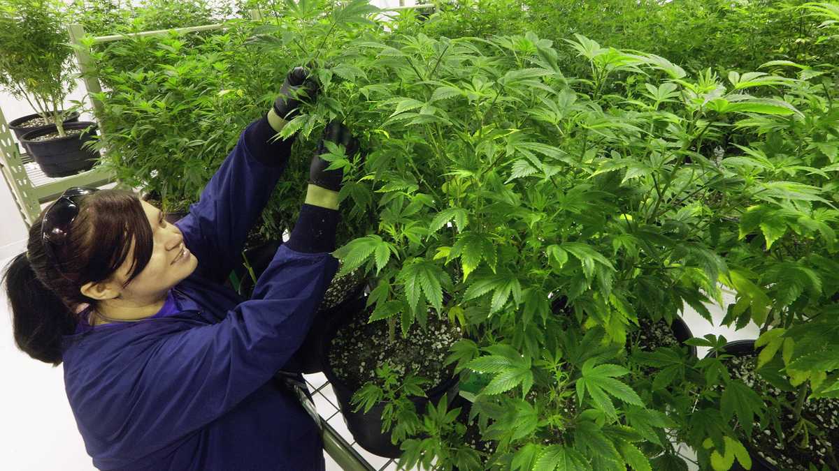 Ashley Thompson inspects marijuana plants inside the 