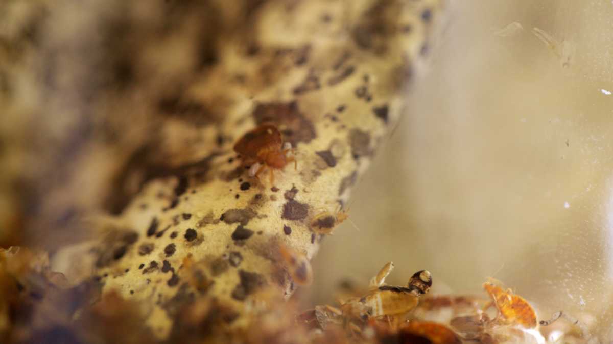  Bedbugs are nocturnal and communally feed on their host's blood without being noticed. (Nathaniel Hamilton/for NewsWorks) 