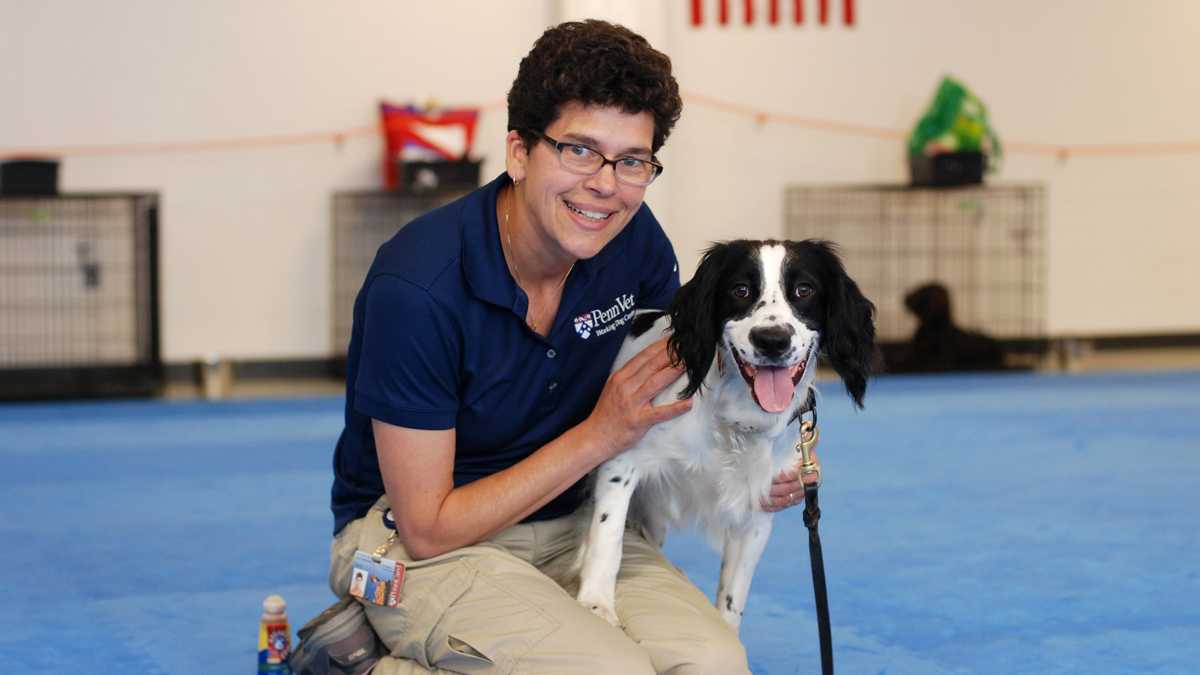  Dr. Cindy Otto, director of the Penn Vet Working Dog Center, helps train dogs, like McBaine, for life-saving careers. (Photo courtesy of John Donges/Penn Vet)  