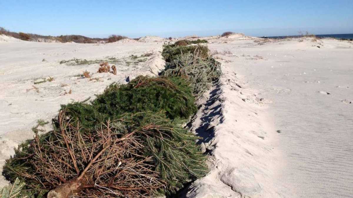  Island Beach State Park - April 2013: In January, volunteers placed thousands of discarded Christmas trees in trenches to help reestablish dunes that were destroyed during Superstorm Sandy. (Sandy Levine/for NewsWorks) 