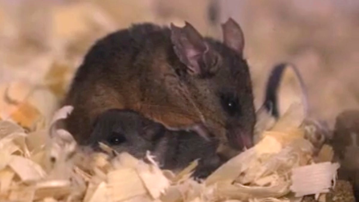 Investigations into how male California brown mice parent their young offer insights into the nature/nurture debate that is often at the forefront of human child rearing practices. (Courtesy of Saint Joseph's University
