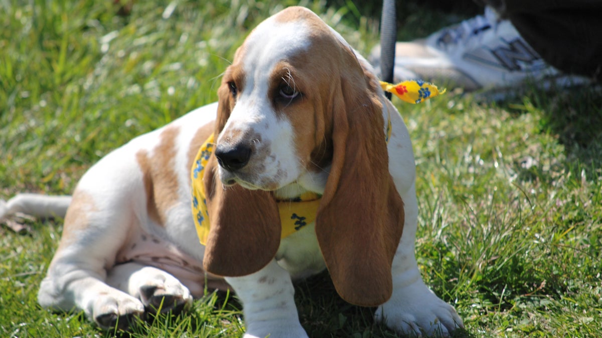  Look at that face! You want to upset this little guy? (Of course you don't.) Larry the Bassett hound is shown at the 2012 Basset Waddle Parade in Ocean City, New Jersey. (Elisabeth Perez-Luna/WHYY) 