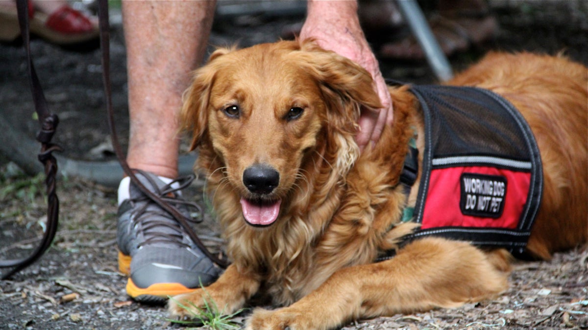 Bretagne has been trained to detect low blood sugar levels in Wayne Mowry