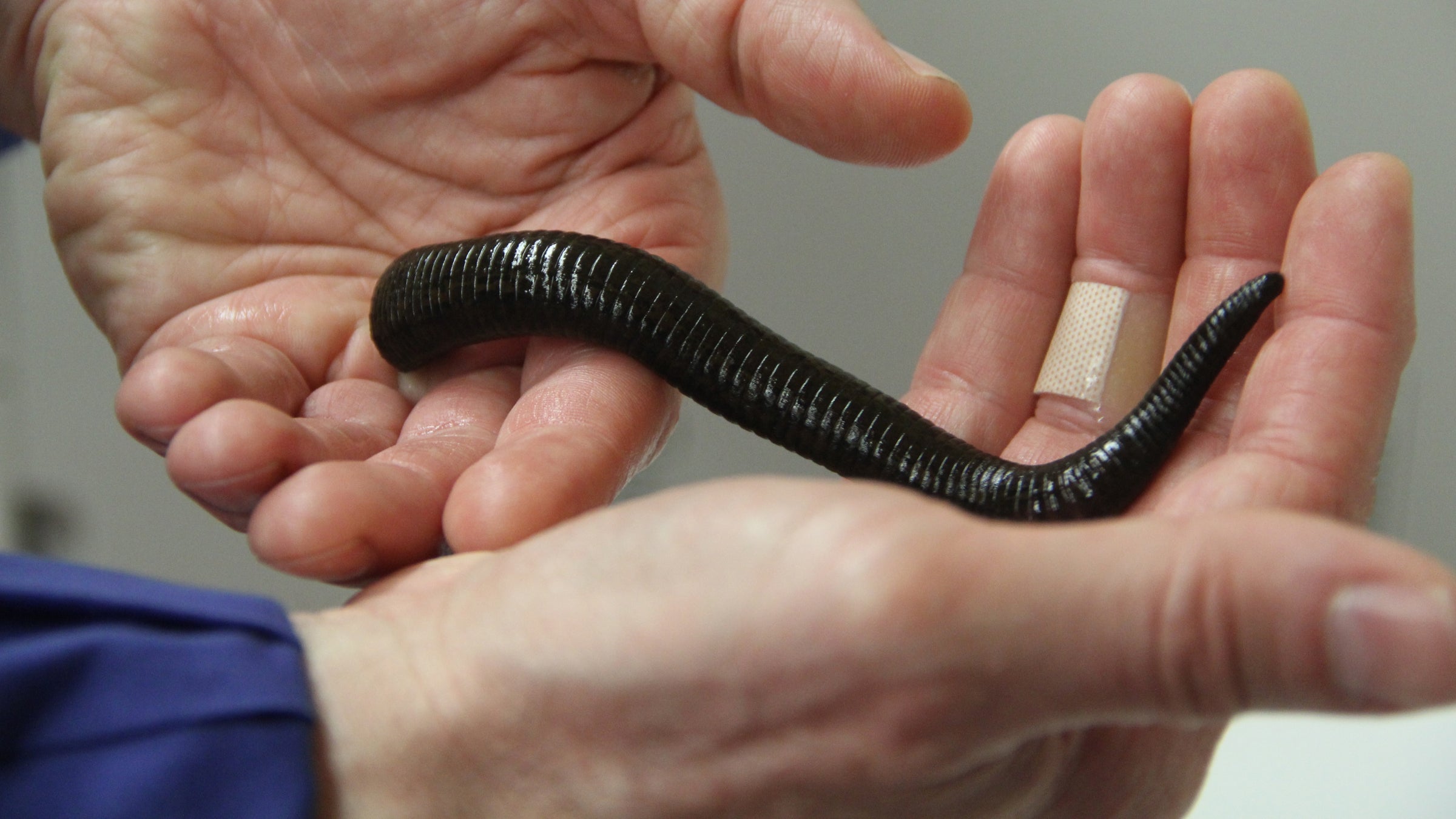 Robert Hicks, director of the Mutter Museum of the College of Physicians of Philadelphia, holds his pet leech, Harvey. (Emma Lee/WHYY) 