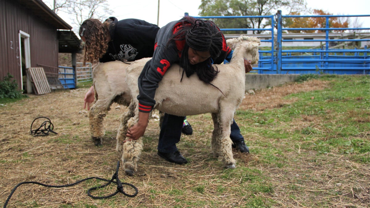 Timisha Smith-Rafi and Laura Whitfield work with their sheep to prepare them for statewide competitions. (Emma Lee/WHYY)