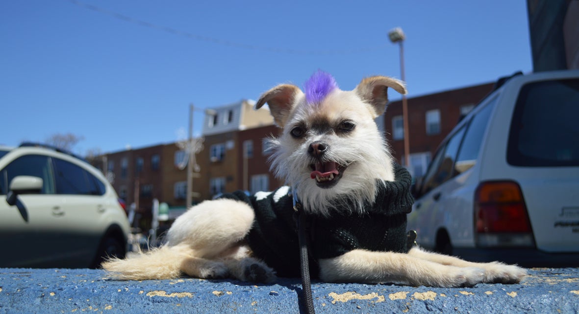 Spartacus has a finely coiffed purple mohawk. His owner thinks of him as a child. But do we give animals too much credit? (Paige Pfleger/WHYY) 