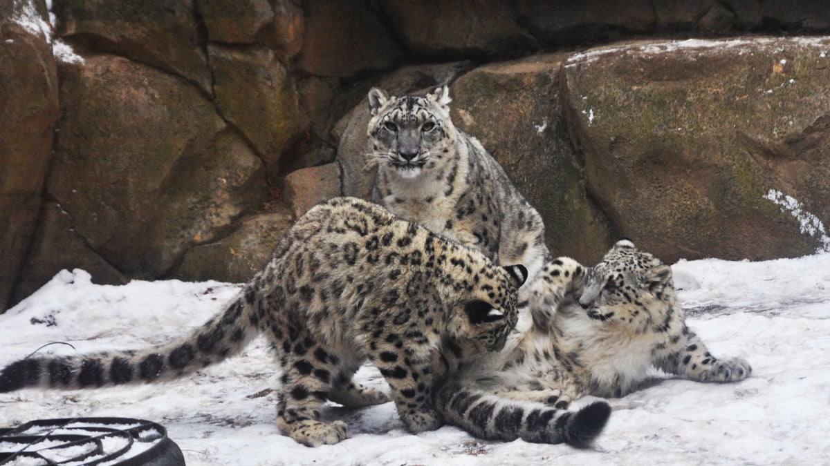  Snow Leopards love the cold weather. (Photo Courtesy of The Philadelphia Zoo) 