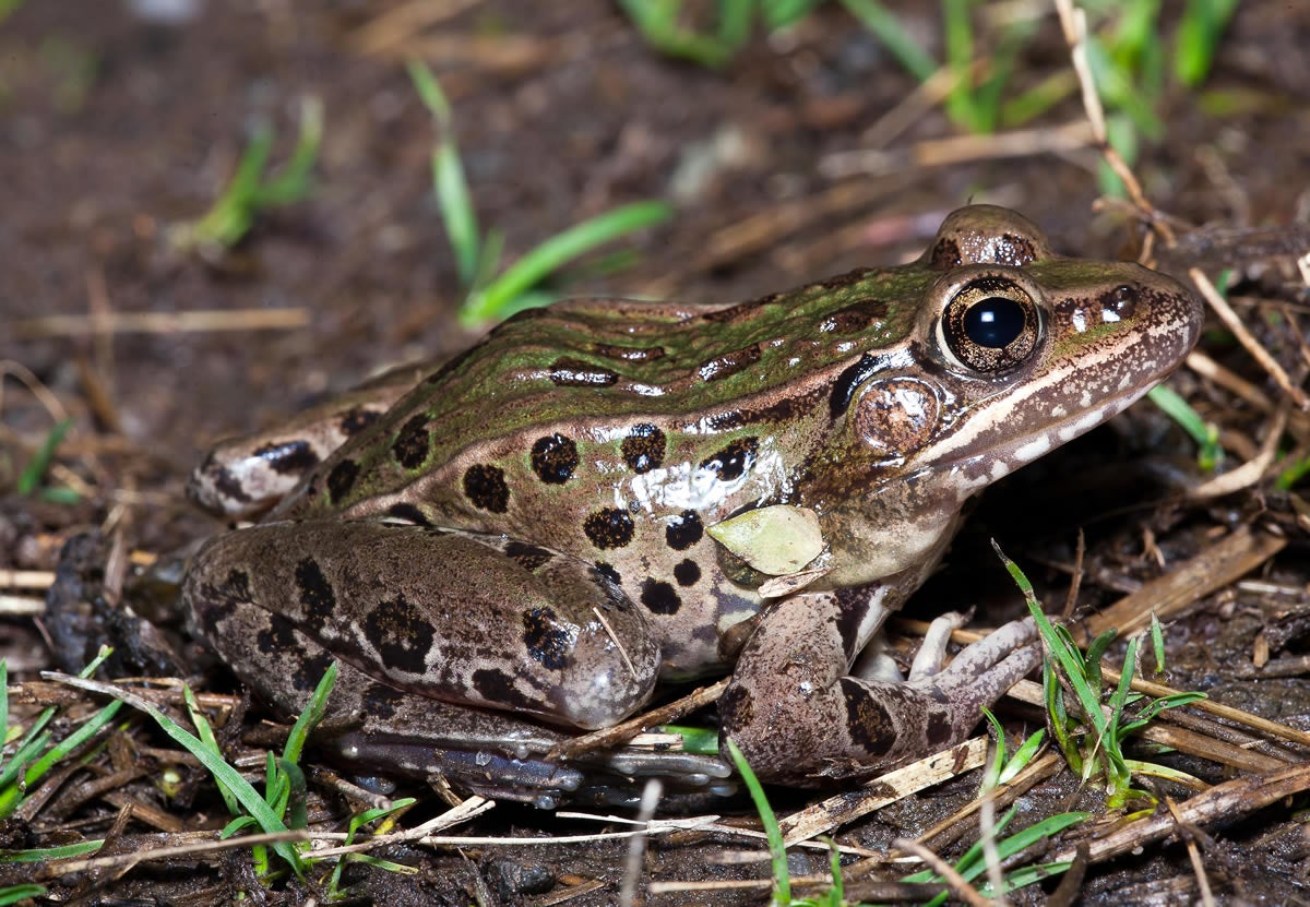  The Atlantic Coast leopard frog, described as mint-gray to light olive green with medium to dark spots, groans and makes cough-like sounds rather than croaking sounds. (Photo courtesy of the New Jersey Department of Environmental Protection) 