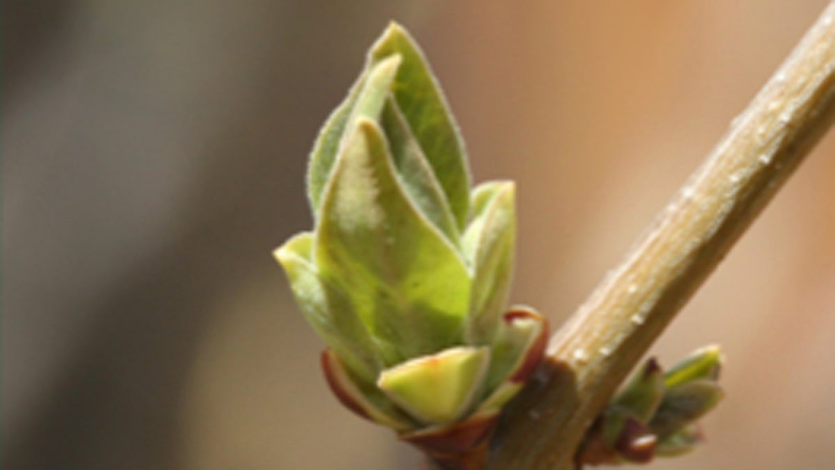 One citizen science project this spring is called BudBurst which encourages people to pay attention to the life cycle changes of plants and animals. (Photo courtesy of Sarah Newman)