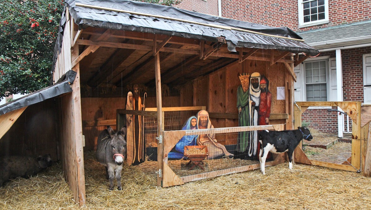  The Nativity at Old First Reformed United Church of Christ at 4th and Race Streets features live animals every year. (Kimberly Paynter/WHYY) 