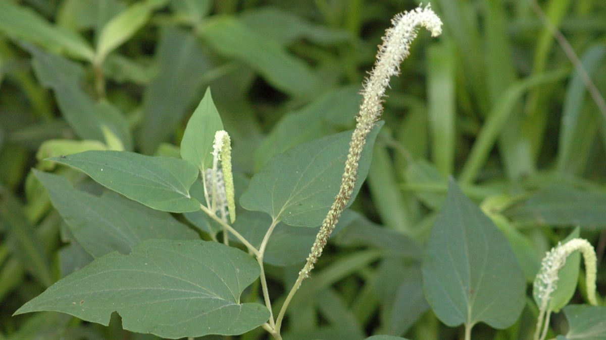 The Lizard Tail plant was used by Cajuns and Creoles as an anti-inflammatory. (Larry Allain/US Geological Survey's National Wetlands Research Center)