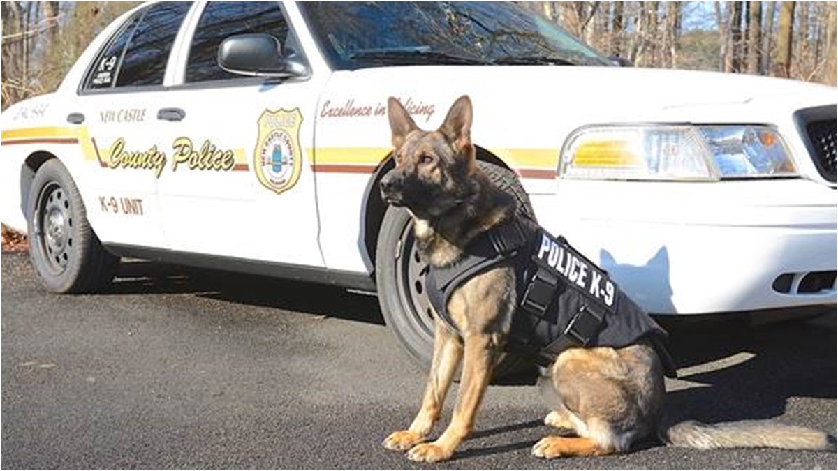  K9 Officer Loki (Photo courtesy of NCCPD) 