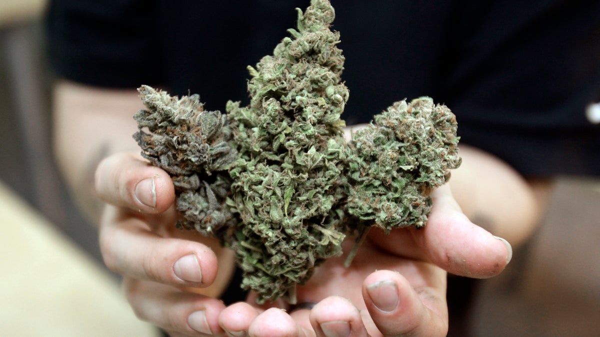  Three types of marijuana buds are shown at Med Grow Cannabis College in Southfield, Mich. (AP Photo/Carlos Osorio, file) 