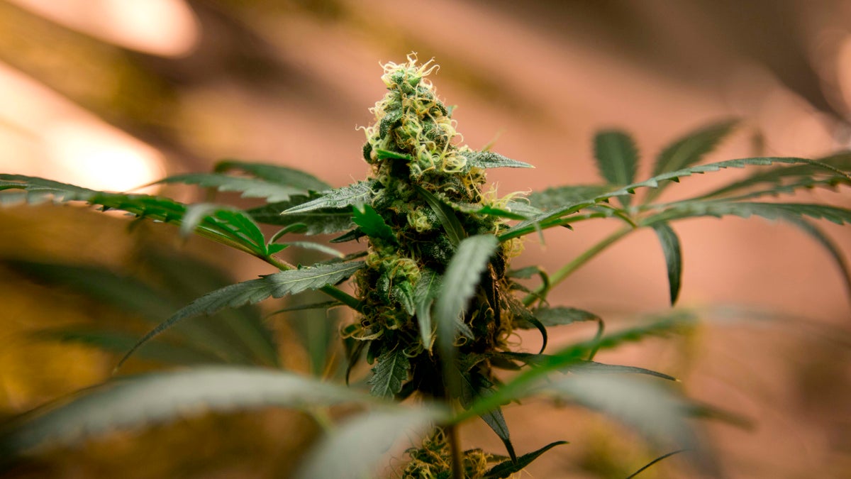  This 2013 photo shows a marijuana plant. (AP Photo/Eduardo Verdugo) 