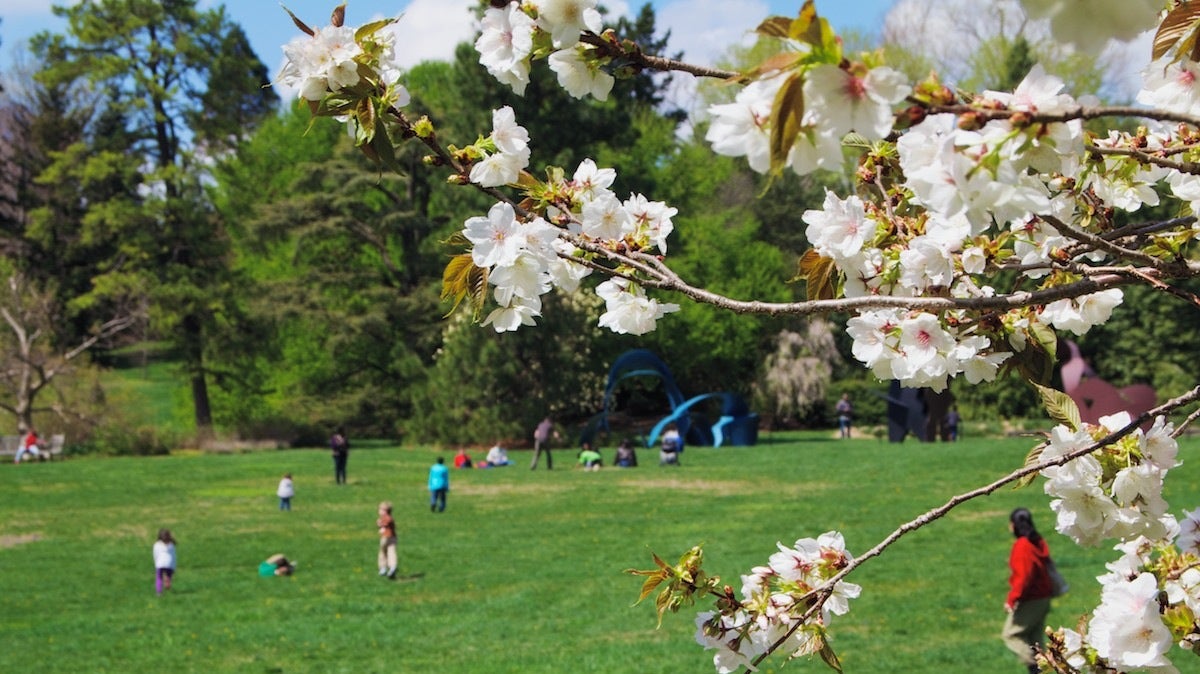 A scene from the 2013 Cherry Blossom Festival at Morris Arboretum in Chestnut Hill (Jana Shea/for NewsWorks, file) 