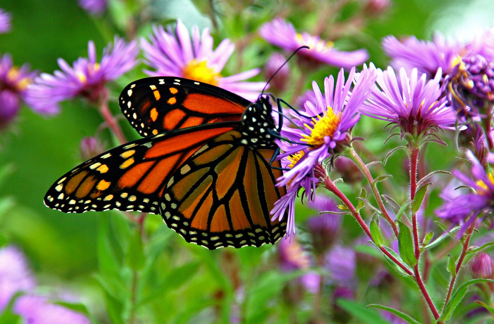 Migratory monarch butterfly habitat to grow in Cape May County - WHYY