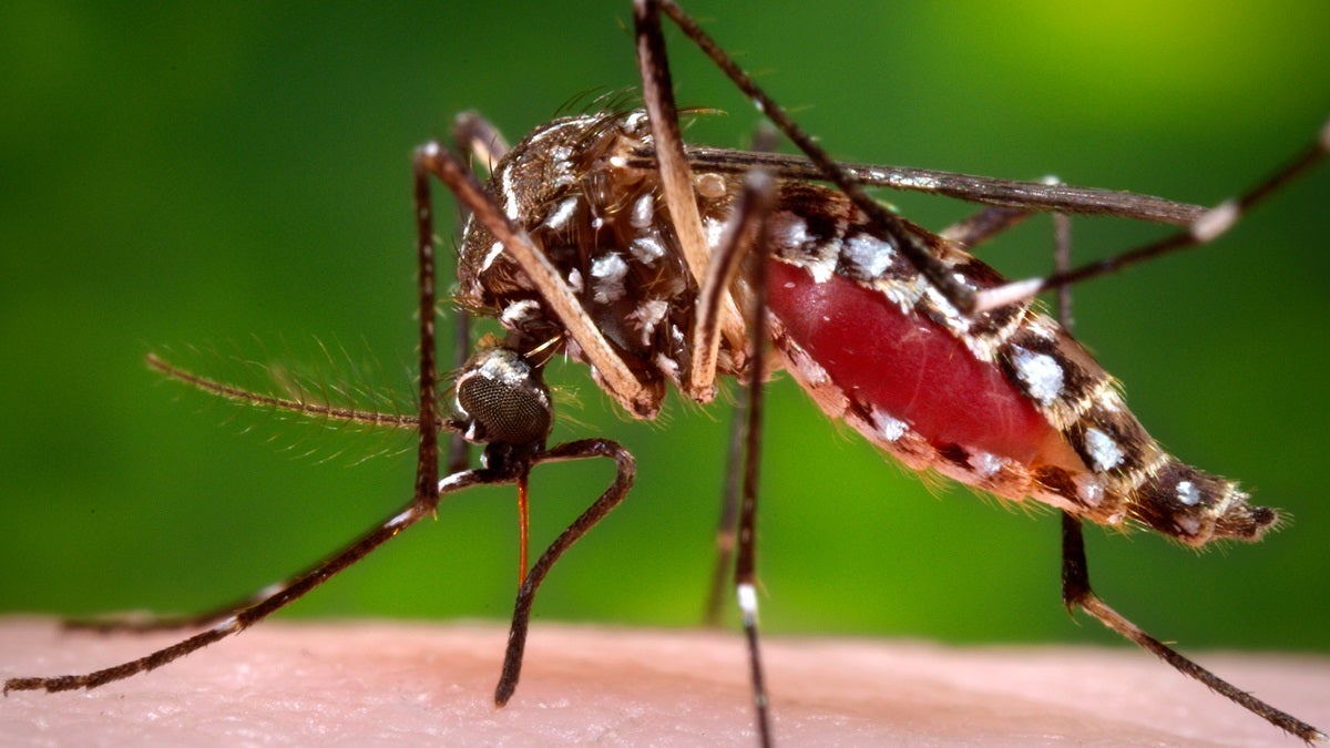 Mosquito (James Gathany/Centers for Disease Control and Prevention via AP) 