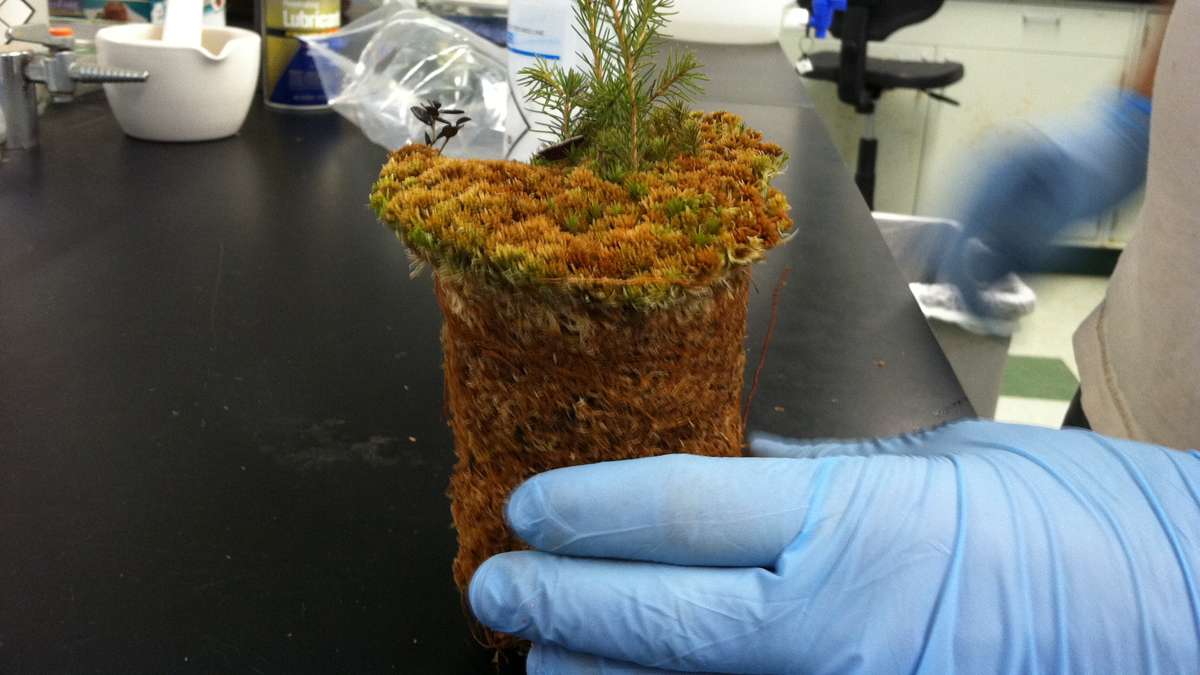 A Villanova grad student holds a moss core with a black spruce in the lab (Laura Benshoff/for The Pulse).