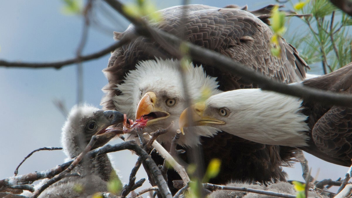  Eagles feed their young in New Jersey in this photo from Dr. Kumar Patel, a nest observer for the state's Division of Fish and Wildllfe. 