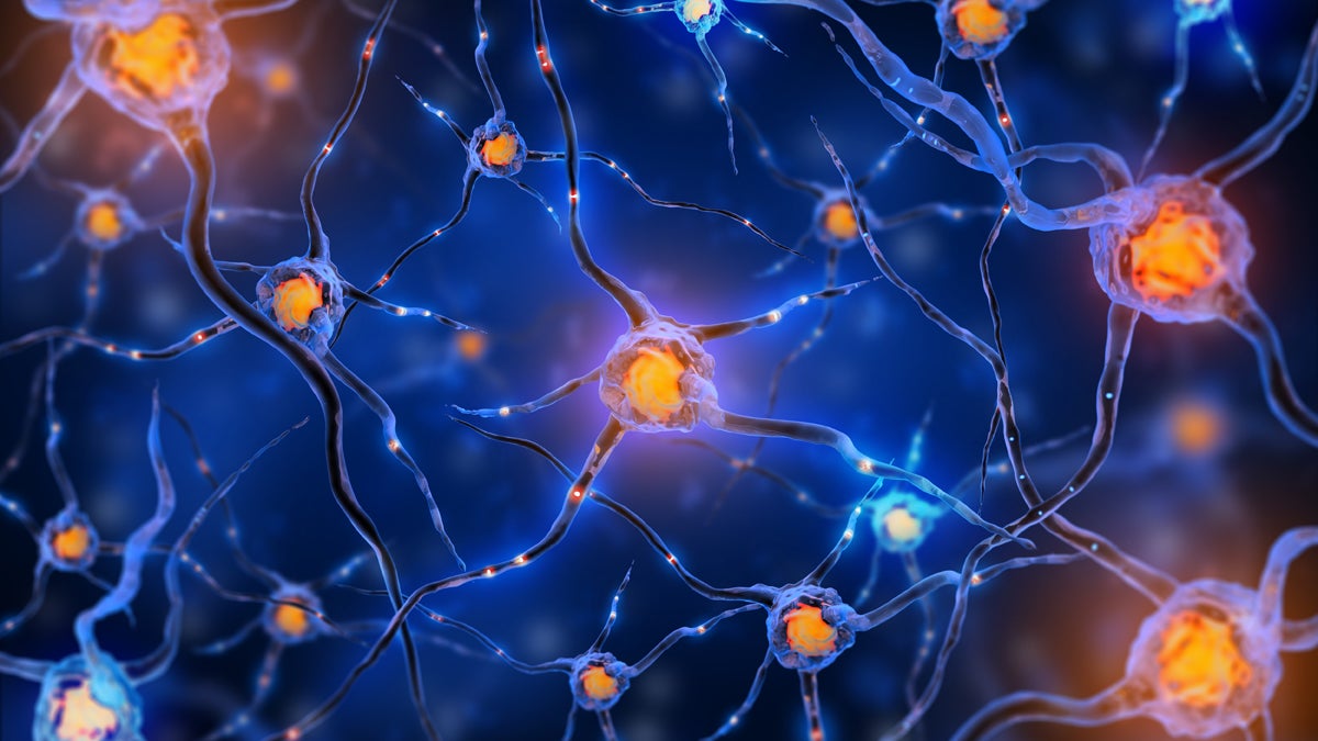 What can the neuronal connections in our brains tell us about how we handle stress long-term? (http://www.shutterstock.com/pic-199594100/stock-photo-illustration-of-a-nerve-cell-on-a-colored-background-with-light-effects.html?src=U1tw7pMTz7sXaaBFl5If/A-1-9