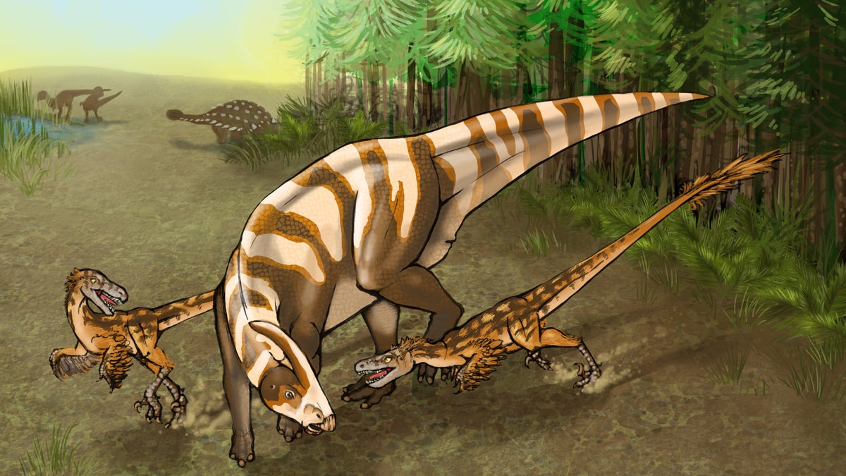  Two Saurornitholestes sullivani raptors attack a subadult hadrosaur Parasaurolophus tubicen.(Illustration by Mary P. Wiliams) 