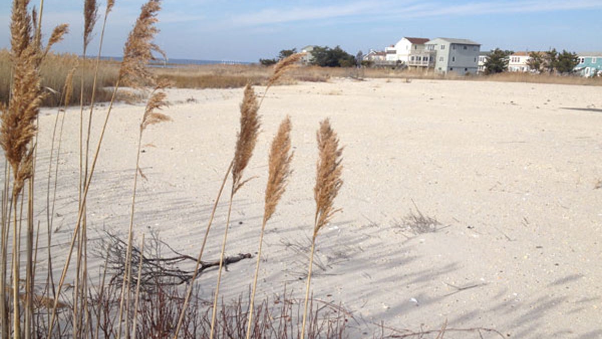  A section of beach and dunes in the Holgate section of Long Beach Township on Long Beach Island. (Image via NJ Spotlight) 