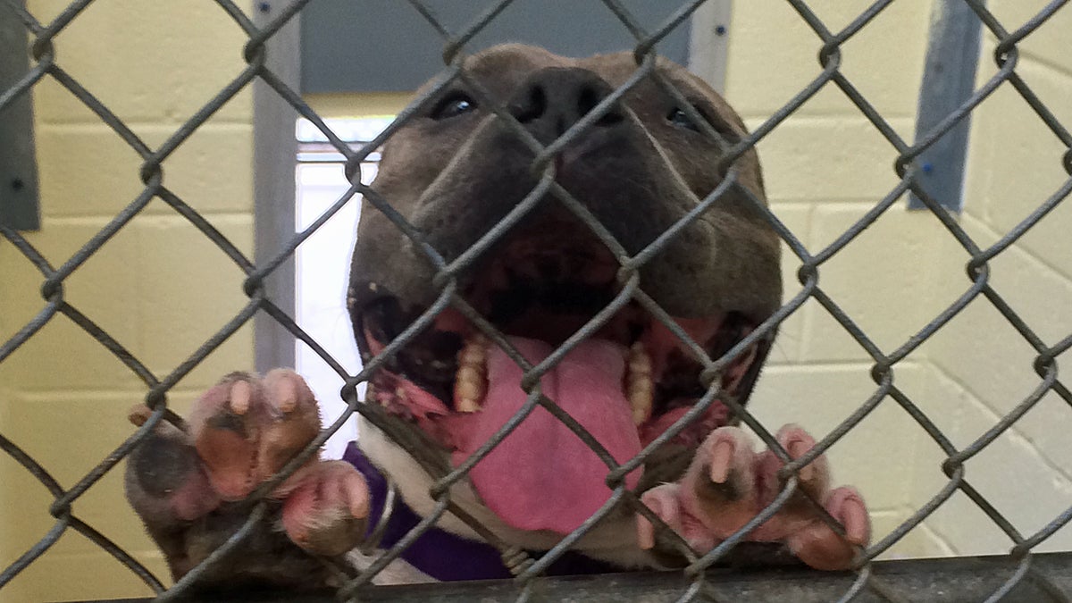  Stella, a terrier pit bull mix, jumps up on her cage at the Camden Co. Animal Shelter. Camden Co. officials hope a ban on the sale of animals from puppy and kitten mills will encourage more prospective pet owners to adopt from a shelter or rescue organization (Joe Hernandez/WHYY) 