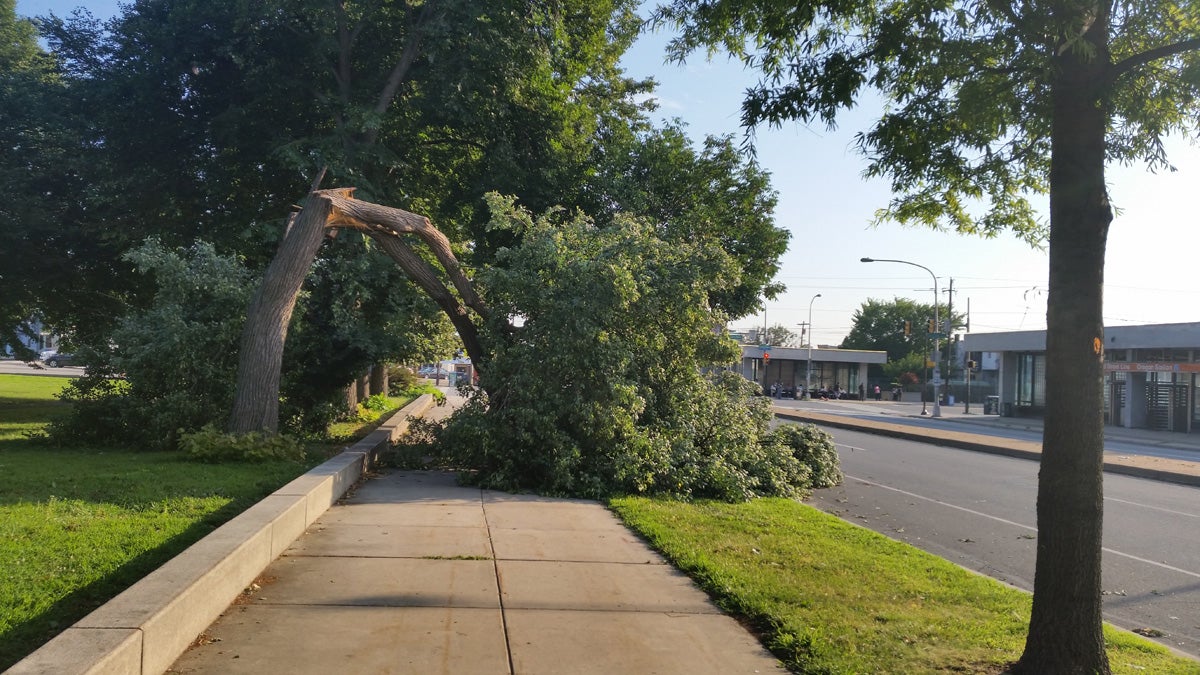  A downed tree in South Philadelphia's Marconi Plaza at Broad and Oregon (Peter Crimmins/WHYY) 