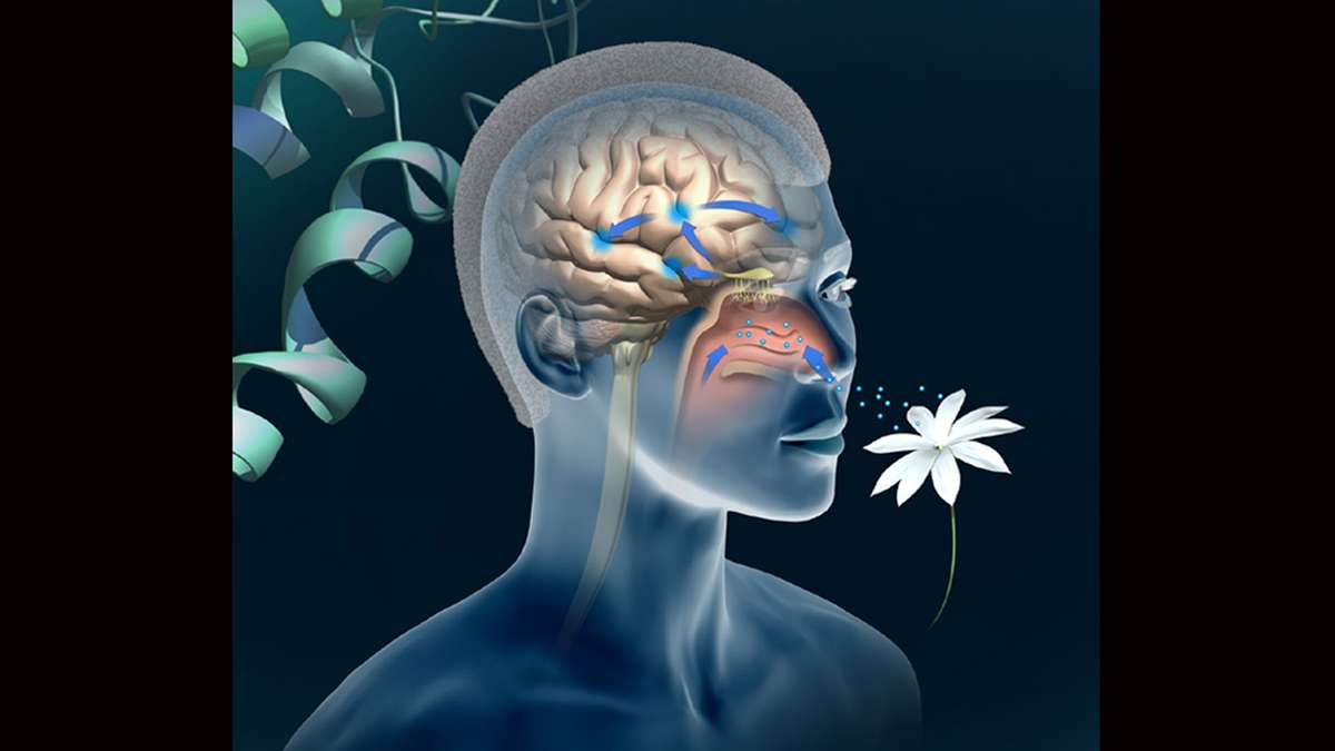 Olfactory perception graphic showing how receptors detect and process odorant molecules.  (Image courtesy of the Monell Chemical Senses Center)