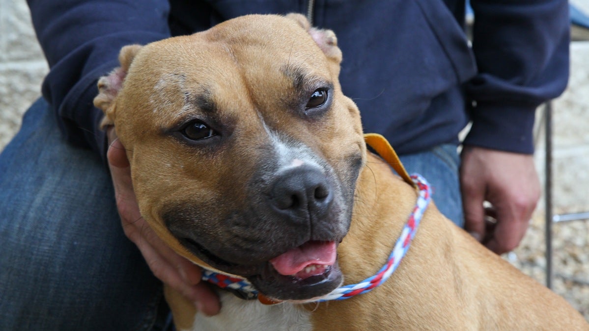  Munchie is a pit-bull mix available for adoption at PAWS animal shelter. (Kimberly Paynter/WHYY) 