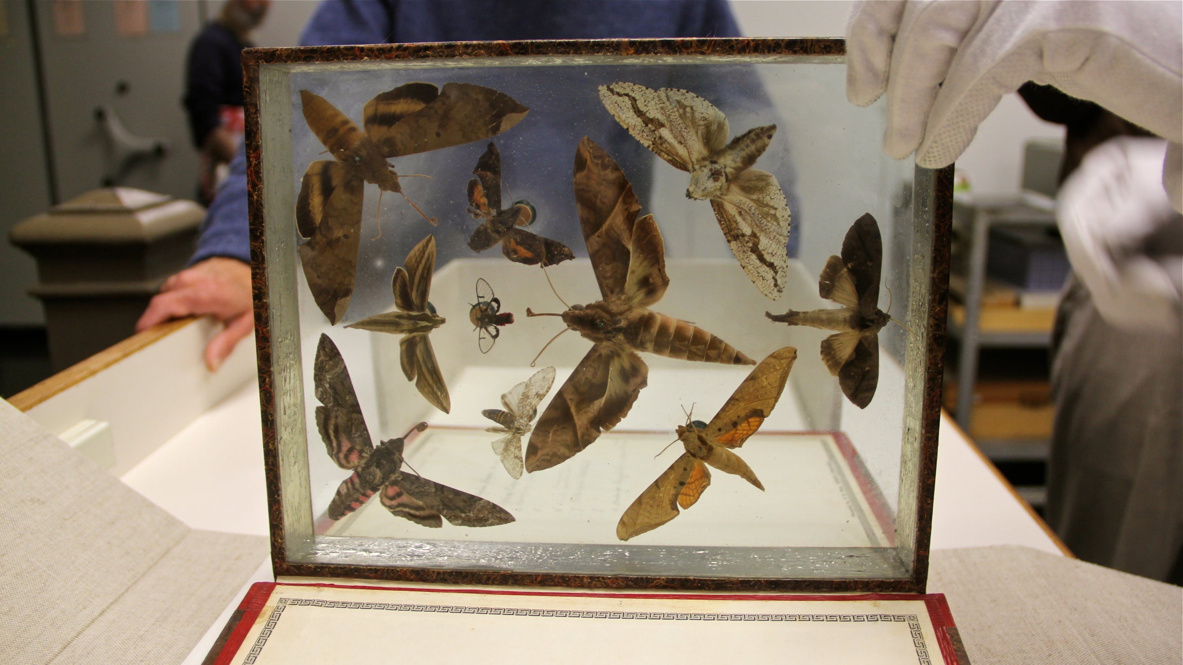  These moths are certainly thinking inside the box — Titian Peale collected them from all over the world and arranged them artistically in sealed glass cases in 'books.' (Emma Lee/WHYY) 