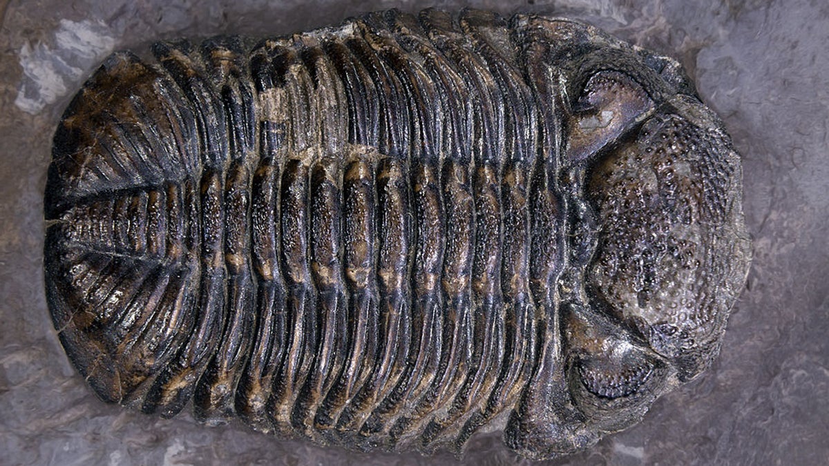  The 'Phacops rana' is Pennsylvania's official state fossil. It's a kind of trilobite, a giant underwater-dwelling pill bug that lived way before the dinosaurs. (Image courtesy of Wikipedia) 