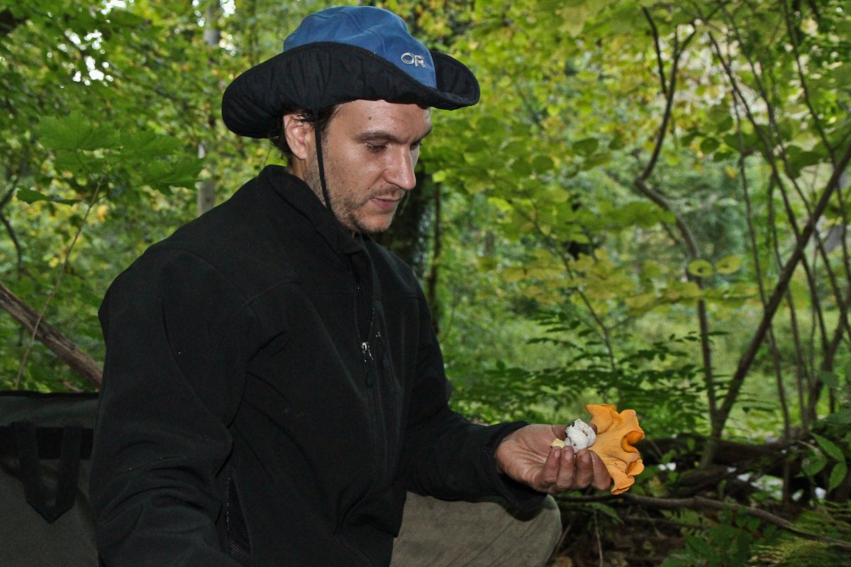 Opera singer and mushroom forage Philippe Castagner picks chanterelles at Ridley Creek State Park in Pa. (Kimberly Paynter/WHYY)