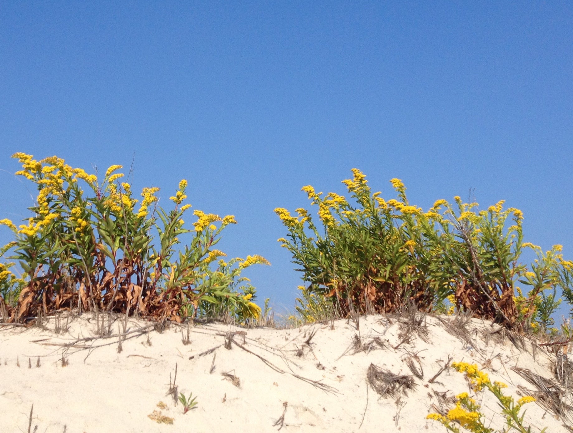  Seaside goldenrod in South Seaside Park.  